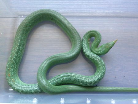 Rhynchophis boulengeri - male